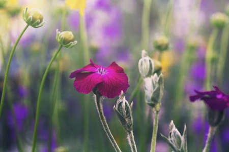 small purple flowerの写真素材