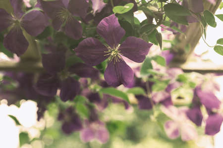 beautiful purple clematis flowersの写真素材