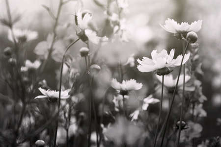 black and white photo, flowers in a fieldの写真素材