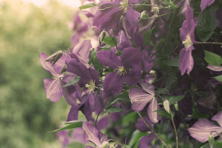 purple clematis flowers, nature backgroundの写真素材