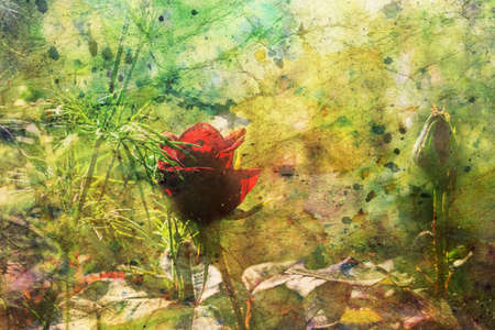 artwork with red rose and watercolor splashesの写真素材