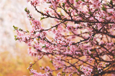 lovely blooming branches with pink flowers