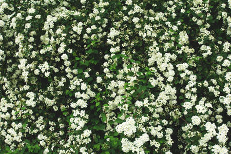 green fence with small white flowersの写真素材