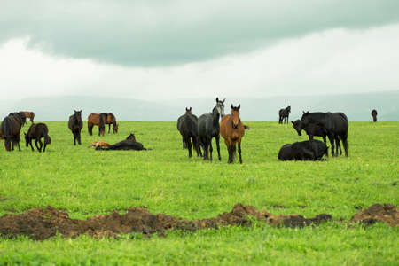 horses on a fieldの写真素材