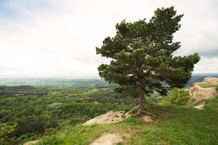 pine-tree on a cliff edgeの写真素材