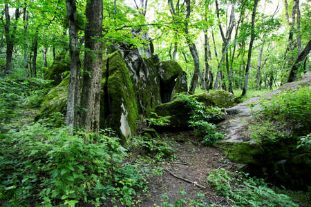 forest groveの写真素材