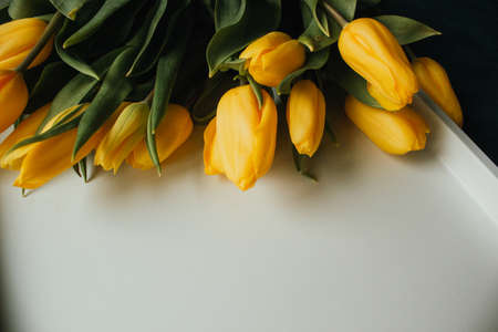 Beautiful composition of tulip, spring flowers. Yellow tulips flowers on white background....