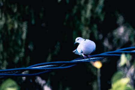 Pigeon on light wireの写真素材