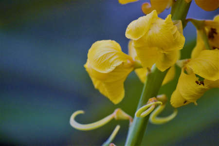 Jungle random flower noticed in Gorumara National Park, Jalpaiguriの写真素材