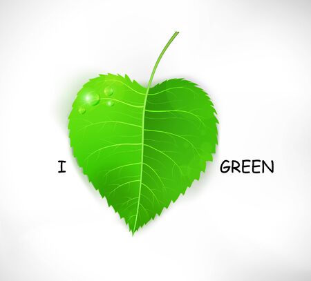 I love green. Fresh realistic vector leaf isolated on white.のイラスト素材