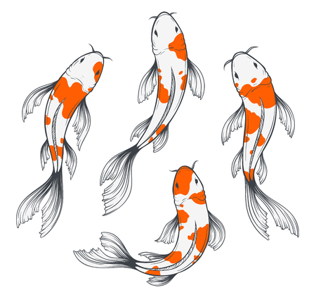Koi Fish Setのイラスト素材
