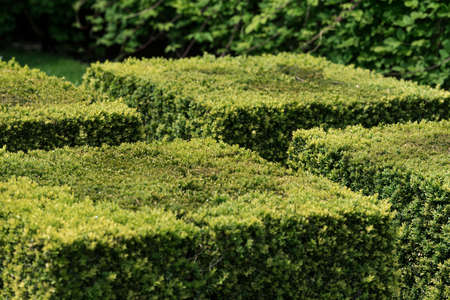 Cube shaped bushes in garden. Perfect cut plants. Focus in middleの写真素材