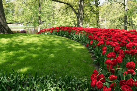 Red tulips and green grass in holland garden at springの写真素材