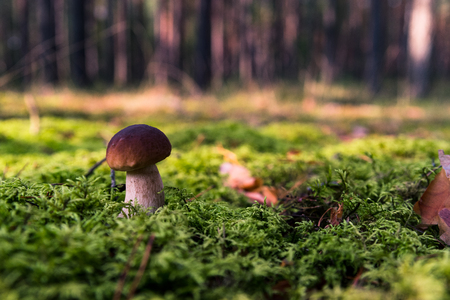 Small mushroom in the moss. Autumn season in the forest. Sun beams and blur backgroundの写真素材