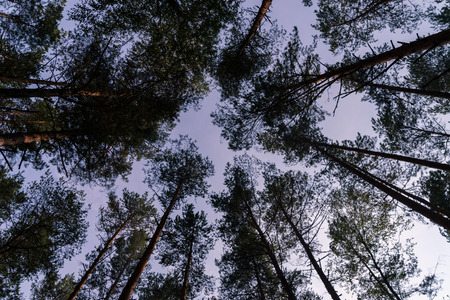 Forst trees and blue sky. Upside view. Pine treesの写真素材