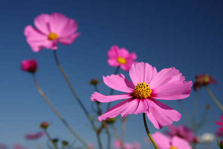 pink coreopsis in blue skyの写真素材