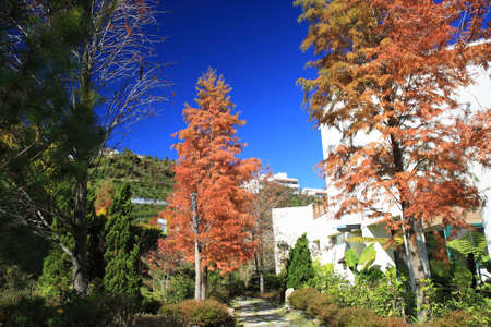 autumn treesの写真素材