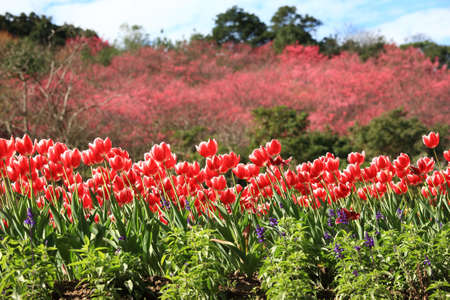 tulips and cheery blossomの写真素材