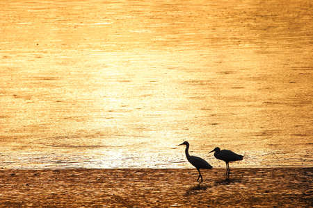 egret and golden riverの写真素材