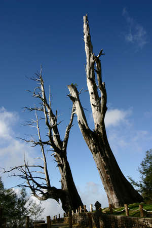 Two trees looks like the couple