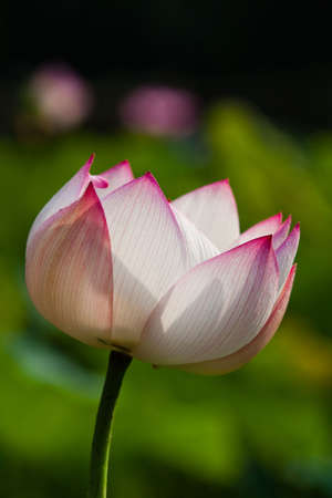 blooming lotusの写真素材