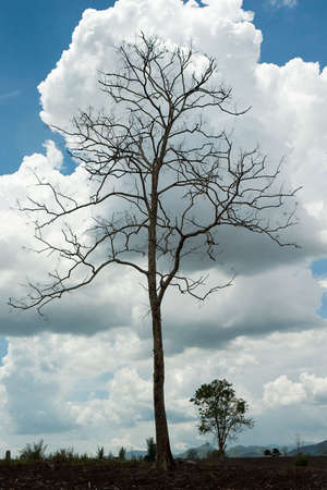 Tree and clouds