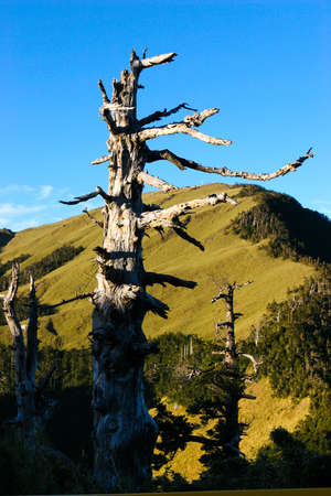 dead woodの写真素材