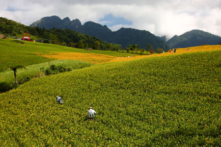 lily field in the mountain