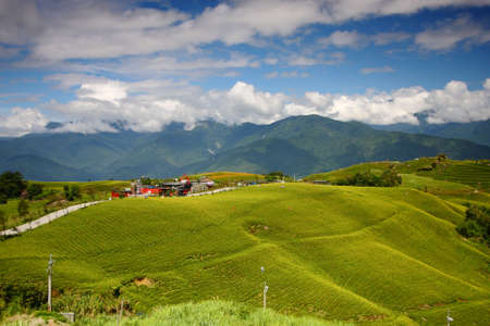 lily field on the mountainの写真素材