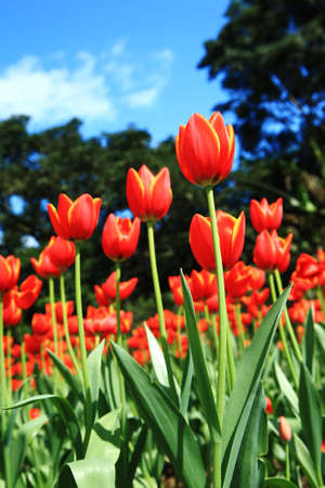 red tulips under blue skyの写真素材