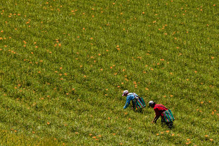 harvest in the lily fieldの写真素材