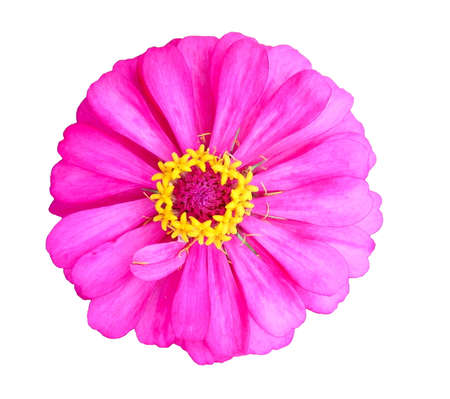 Pink Zinniaの写真素材
