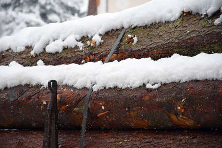 Pine log covered by snow