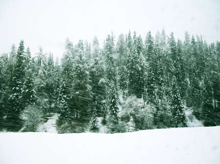 Dropping snow on pine forest in Swissの写真素材