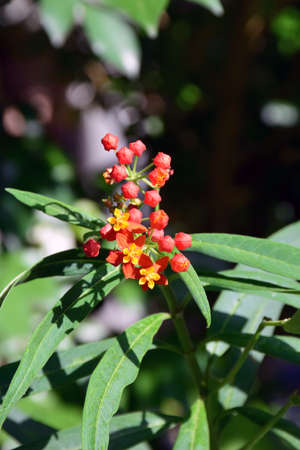 Asclepias Curassavica of Khao Kho, Petchaboon, Thailandの写真素材