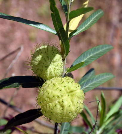 The balloonplant capsules of Gomphocarpus physocarpus, Khao Kho, Petchaboon, Thailandの写真素材
