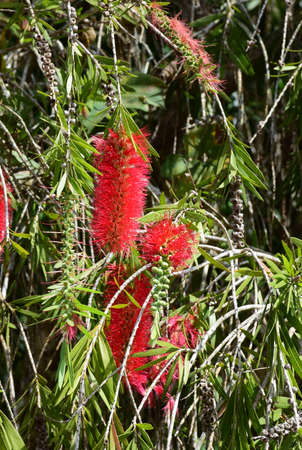 The  Callistemon viminalis of Gomphocarpus physocarpus, Khao Kho, Petchaboon, Thailandの写真素材
