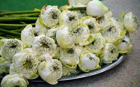 White Lotus Flower on trayの写真素材