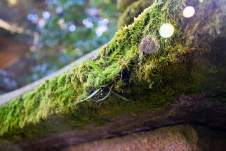 moss on stone lanterns in Nara, Japan - Photo taken on November 4th, 2015の写真素材