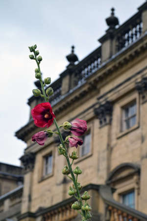 Flowers at Harewood House, Leeds, West Yorkshire , UKの写真素材