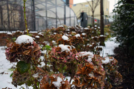 Snow on leaf, Leeds, West Yorkshireの写真素材