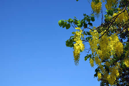 Beautiful of cassia fistula blooming on treeの写真素材