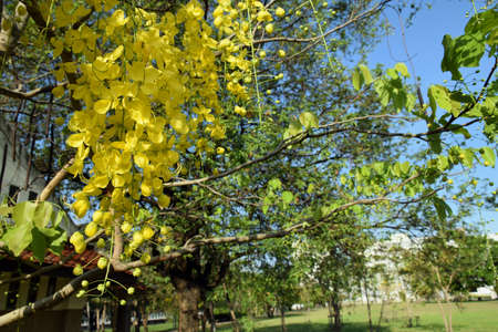 Beautiful of cassia fistula blooming on treeの写真素材
