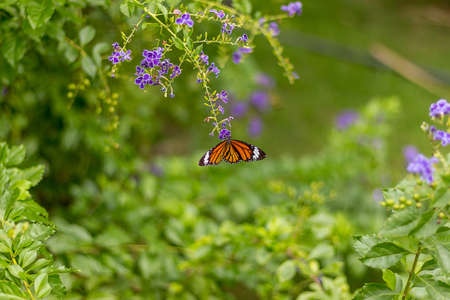 Orange butterfly wing fly flowerの写真素材