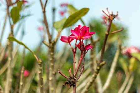 Plumeria flowerの写真素材