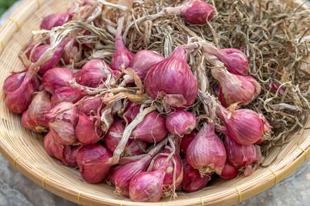 Onion red color in basketの写真素材