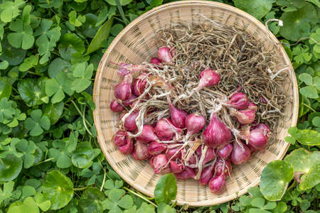 Onion red color in basket, on green vegetablesの写真素材