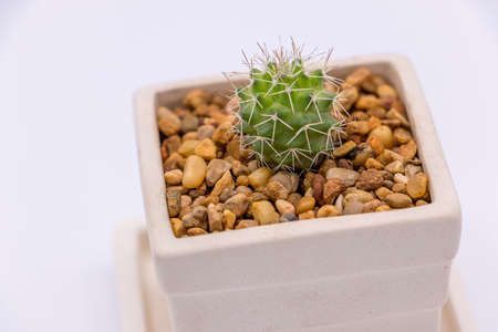 Cactus in ceramic potの写真素材