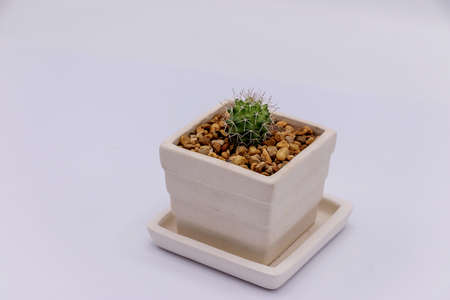 Cactus in ceramic potの写真素材