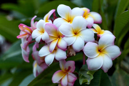 Plumeria flowerの写真素材